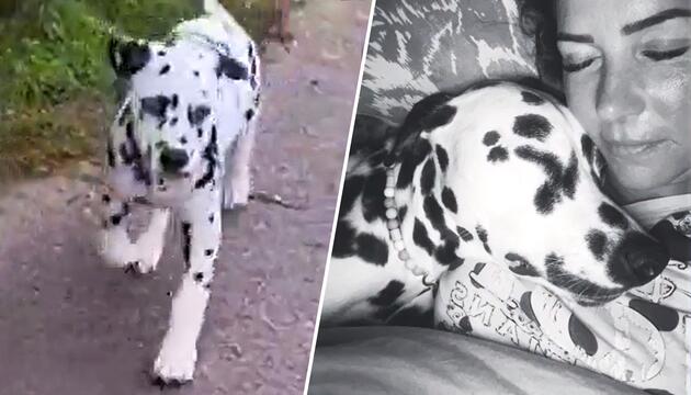 Trauer bei Dana und Dennis Diekmeier: Tragödie um vergiftete Hunde