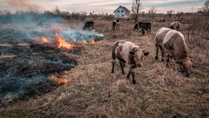 Weidetiere, Waldbrände, Waldbrandgefahr, Brandschutz, Feuer, Natur, Umwelt