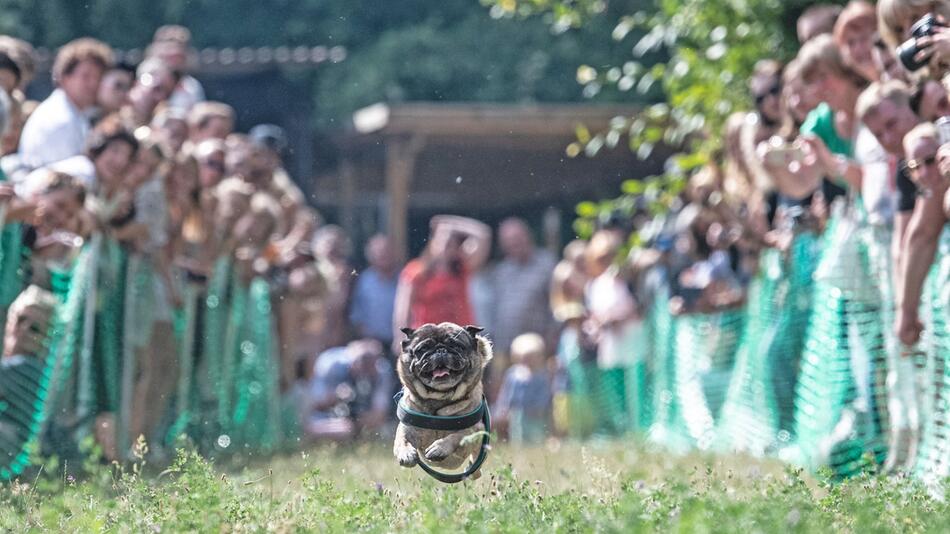 9. International Pug Meeting