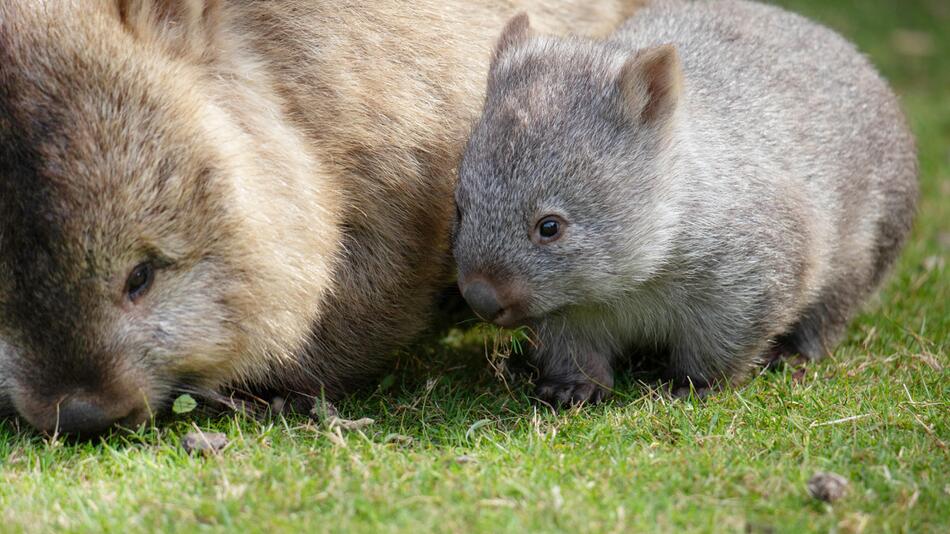 Wombat mit Baby