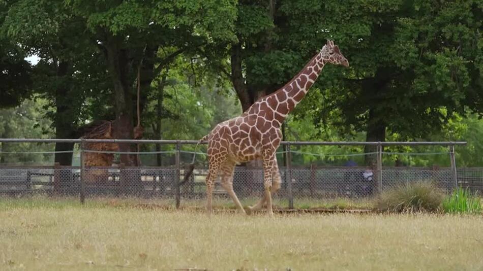 Du hast die Hufe schön - Giraffe in britischem Zoo nach Operation wieder auf den Beinen