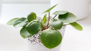 Eine Ufopflanze in einem weißen Topf