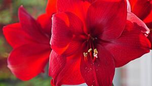 Amaryllis pflegen