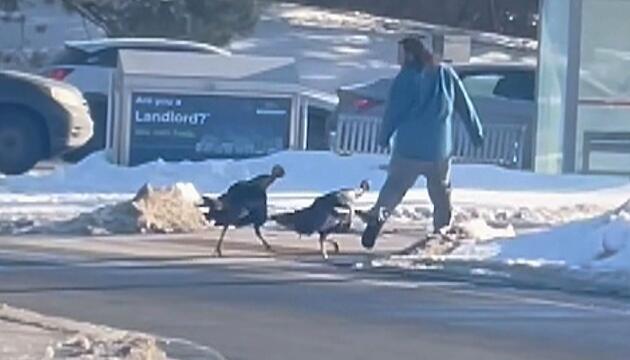 Flucht in fremdes Auto: Mann rennt an Kreuzung vor aggressiven Truthähnen davon