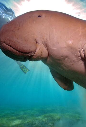 Dugong