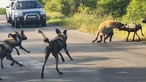 Tierischer Stau: Hyänen und Wildhunde geraten auf Straße aneinander