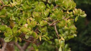 Geldbaum, Crassula ovata