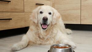 Golden Retriever sitzt vor Futternapf 