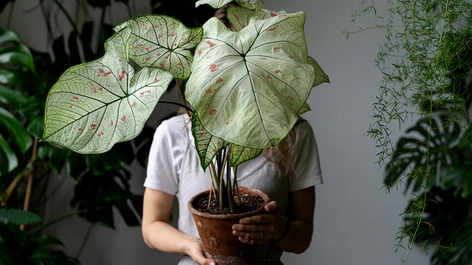 Elefantenohr richtig pflegen – So wächst Ihre Alocasia gesund und schön
