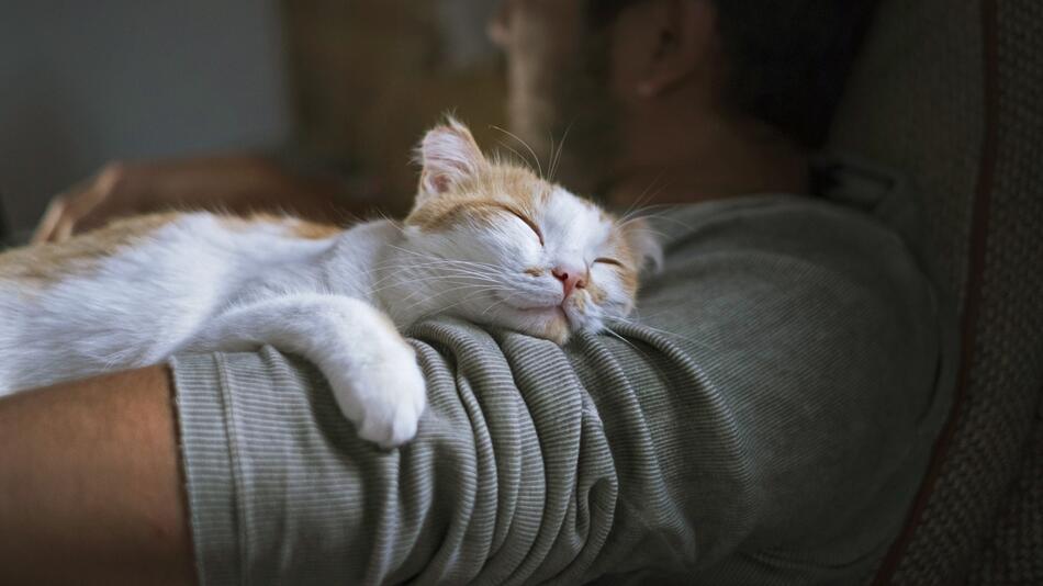 Kuschelnde Katze