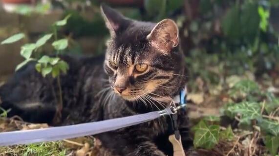 Kater Cäsar aus Gärtringen
