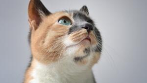 Katze Geräusche