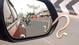 Blinder Passagier: Schlange kriecht während Autofahrt aus Rückspiegel