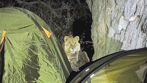 Nächtlicher Besuch: Wilde Löwen wecken schlafende Camper in Botswana