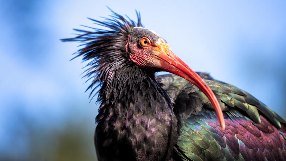 Waldrapp