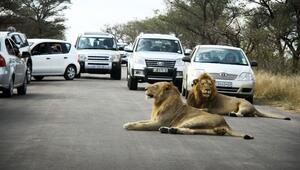 Safari im Kruger-Nationalpark