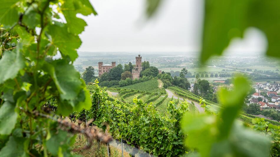 Weinberge rings um das Schloss Ortenberg