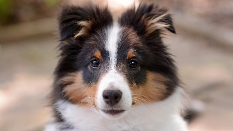 Ein Shetland Sheepdog schaut in die Kamera.