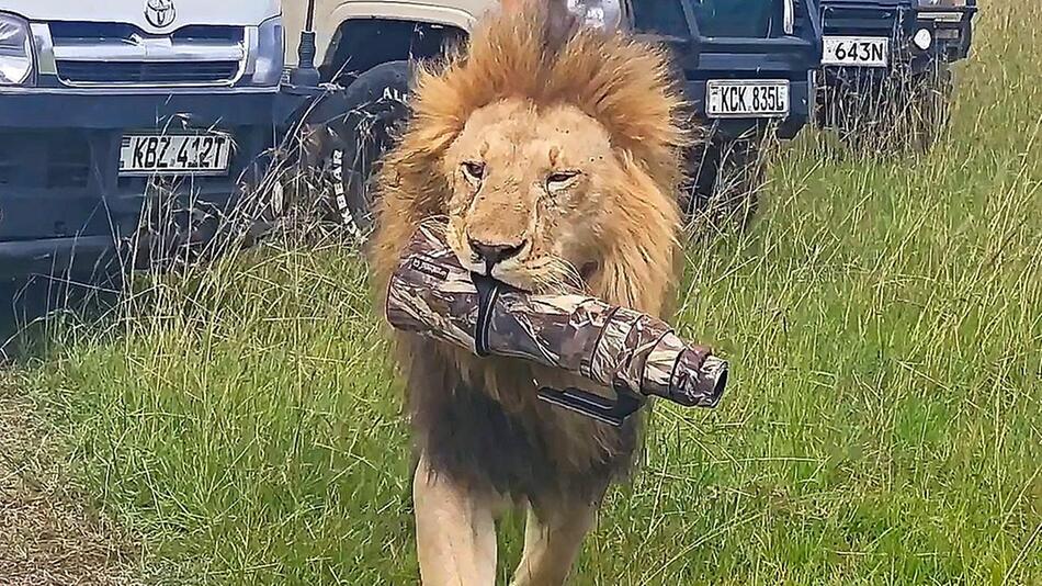 Safari-Tourist im Pech: Löwe schnappt sich Kameraobjektiv und spaziert davon