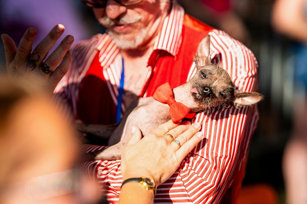 Wettbewerb für hässliche Hunde