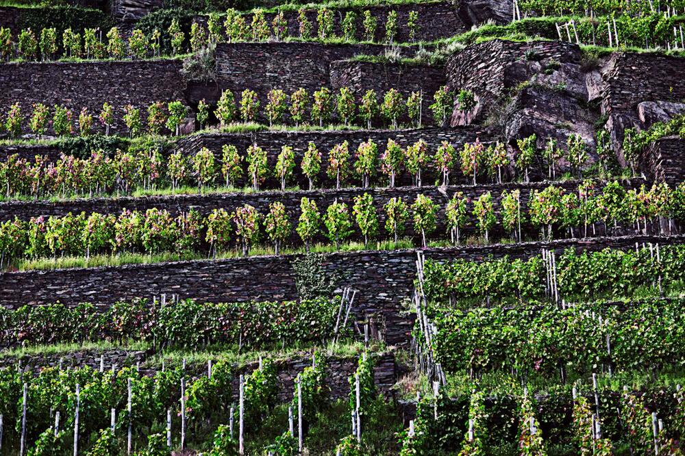 Weinberge entlang der Ahr