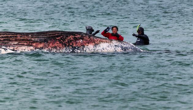 Toter Wal vor dänischer Insel Anholt entdeckt