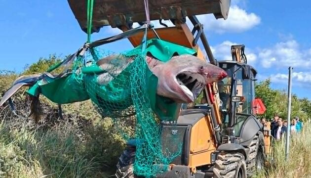 Toter Riesenhai, Dänemark