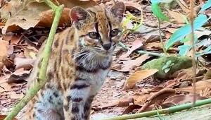 Sensation in Bolivien: Forscher entdecken neue Wildkatzenart