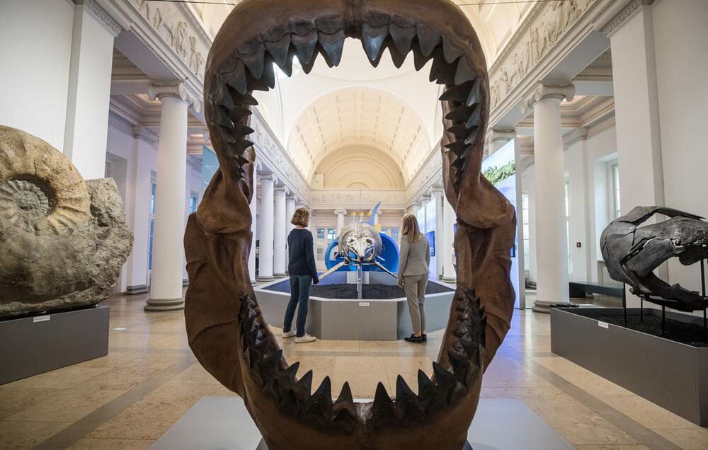 Megalodon