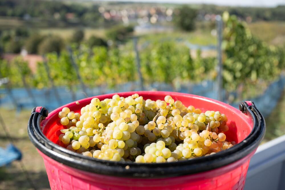 Rieslingtrauben während der Weinlese
