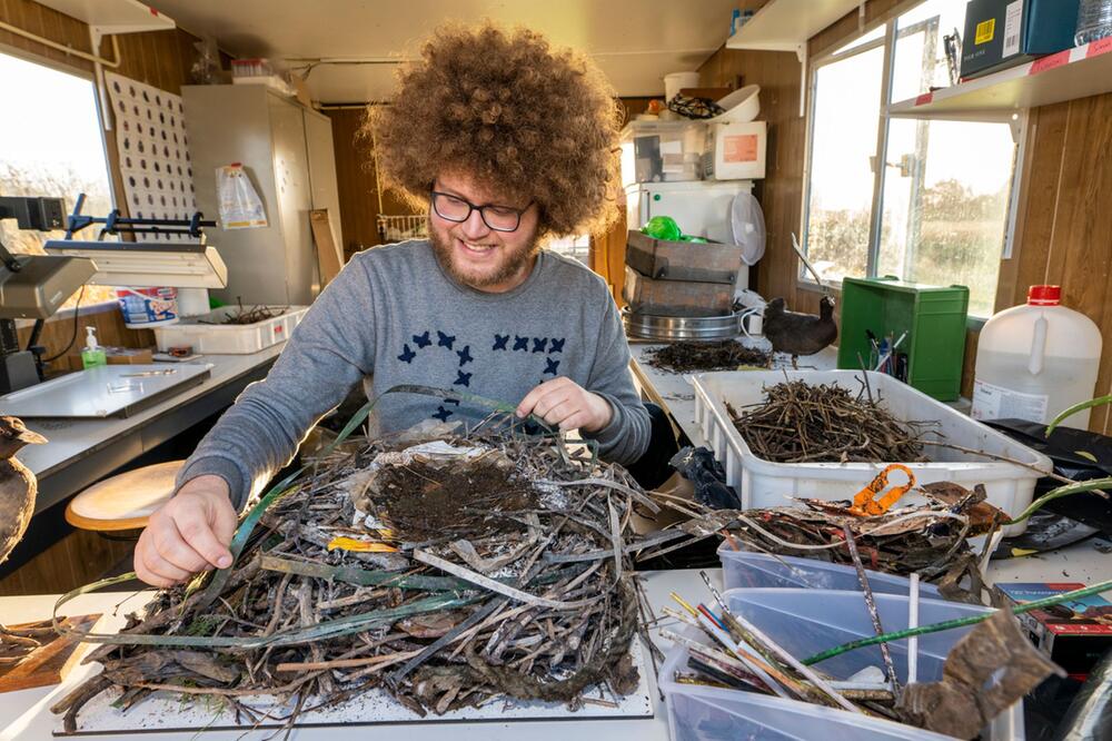 Blässhühner recyceln Plastikabfälle für ihre Nester