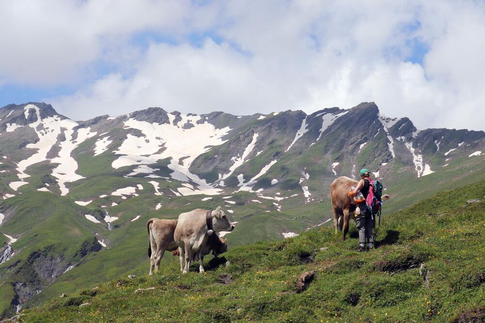 Kühe am Val Lumnezia während einer Greina-Wanderung