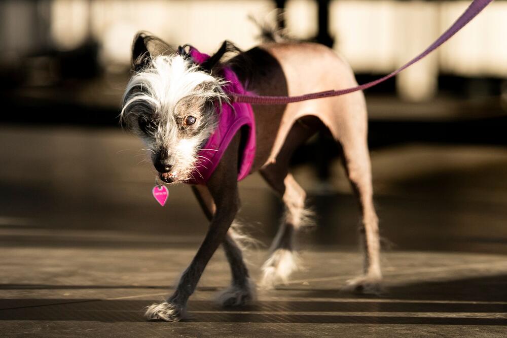 Wettbewerb für hässliche Hunde