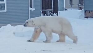 Arktisches Dorf terrorisiert: Hungriger Eisbär sucht nach Futter