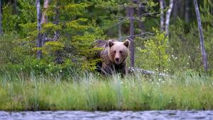 Bär