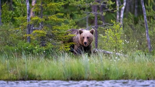 Bär