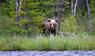 Bär