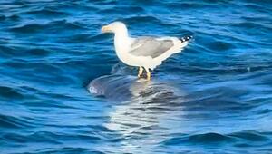 Tierische Mitfahrgelegenheit: Möwe surft auf Walhai