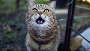 Warum Katzen bei Männern mehr miauen