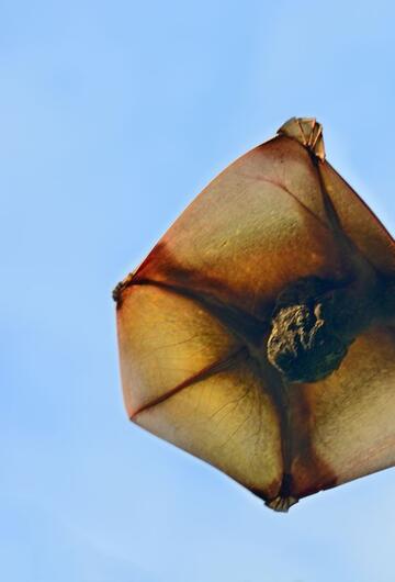 Colugo