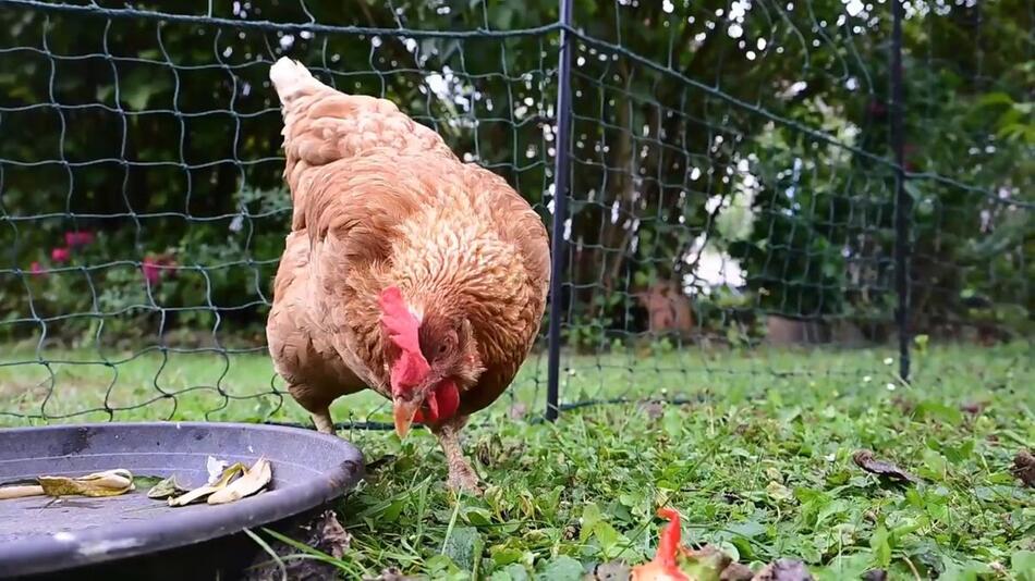 Tierrische Mitbewohner auf Zeit: Hühnerverleih in Baden-Württemberg