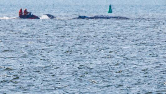 Buckelwal im Flachwasser mit Jetskis, die ihn umkreisen