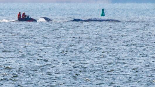 Buckelwal im Flachwasser mit Jetskis, die ihn umkreisen