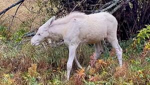 Seltene Erscheinung: Weißes Elchkalb streift durch die Wildnis in Schweden