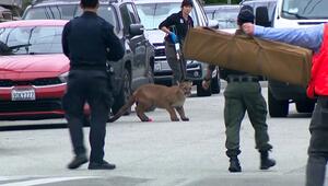 Wilde Verfolgungsjagd: Puma hält Anwohner in San Francisco in Atem