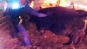 REUPLOAD! Polizei rettet Kühe aus brennender Scheune