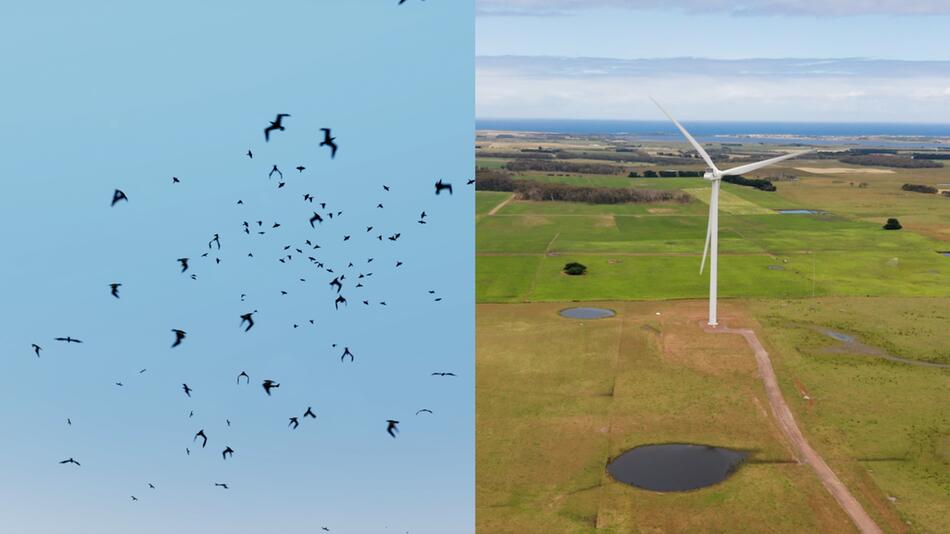 Wie gefährlich sind Windräder für Vögel?