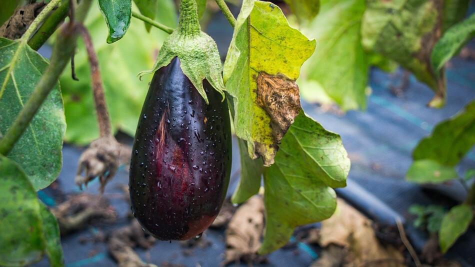 Aubergine vorziehen