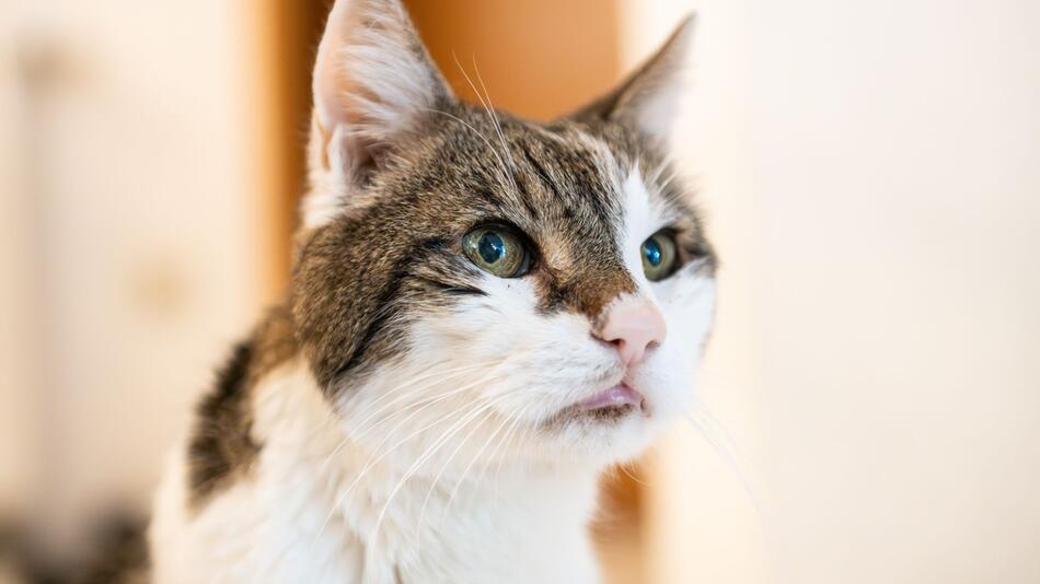 Ein Kater
