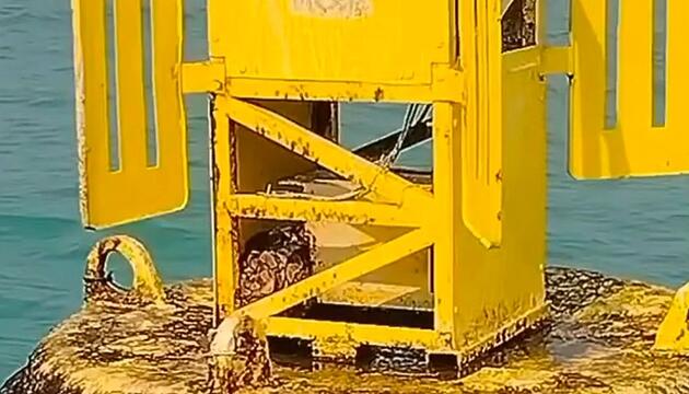 Mitten im Ozean: Fischer retten gestrandete Python von Boje